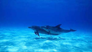 aquatic