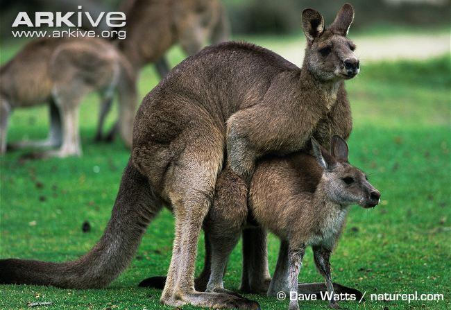 Спаривание кенгуру. Самец кенгуру. У самцов кенгуру есть сумка.